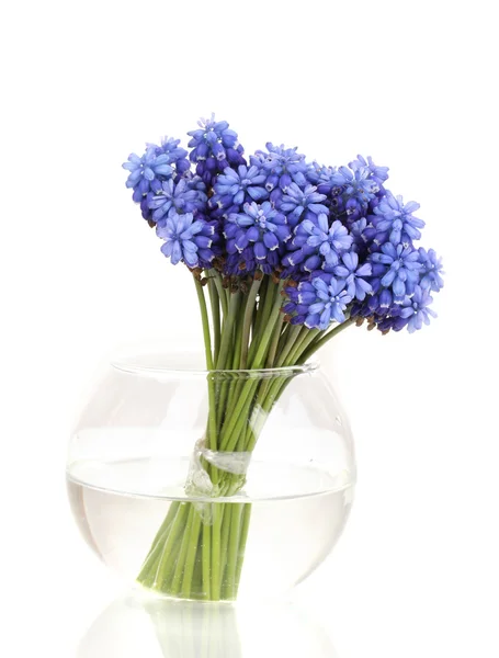 Muscari - Hyazinthe in der Vase isoliert auf weiß — Stockfoto