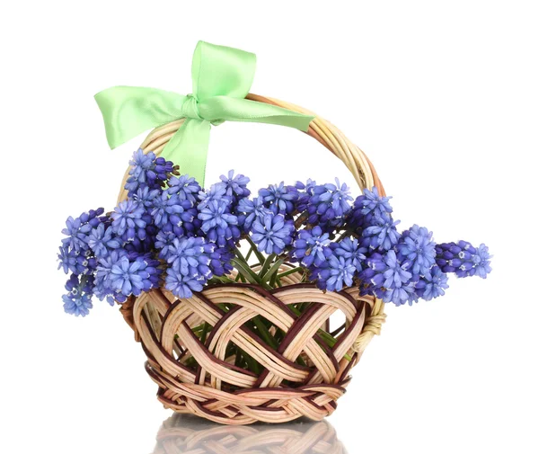Modřenec - Hyacint v košíku izolovaných na bílém — Stock fotografie