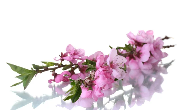 Beautiful pink peach blossom isolated on white — Stock Photo, Image
