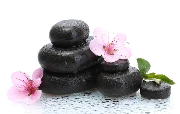 Wellness-Steine mit Tropfen und rosa Sakura-Blüten isoliert auf weiß — Stockfoto