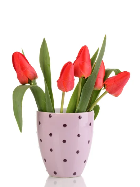 Vackra tulpaner i potten isolerad på vit — Stockfoto