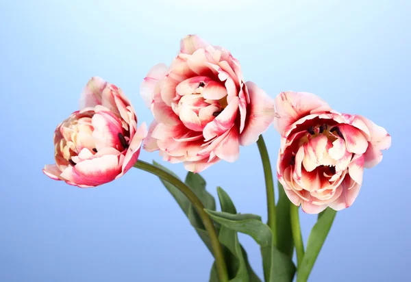 Belles tulipes sur fond bleu — Photo