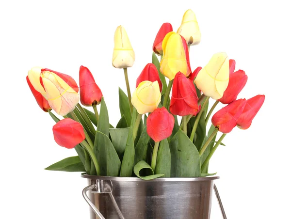 Krásné tulipány v kbelíku izolovaných na bílém — Stock fotografie