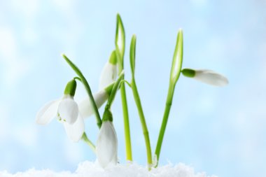 Beautiful snowdrops in snow on blue background clipart