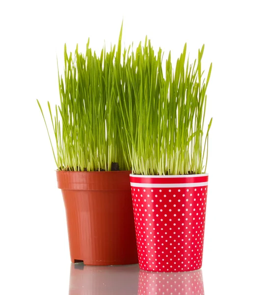 Green grass in two flowerpot isolated on white — Stock Photo, Image