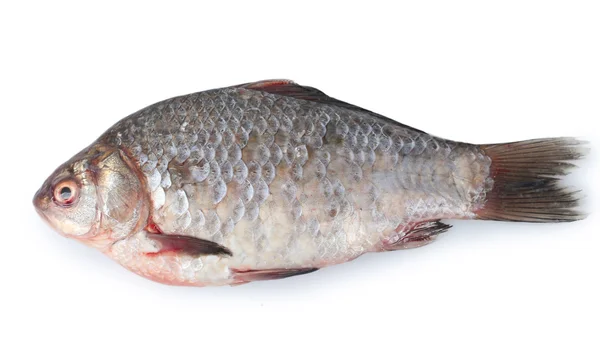 Pesce fresco isolato su bianco — Foto Stock