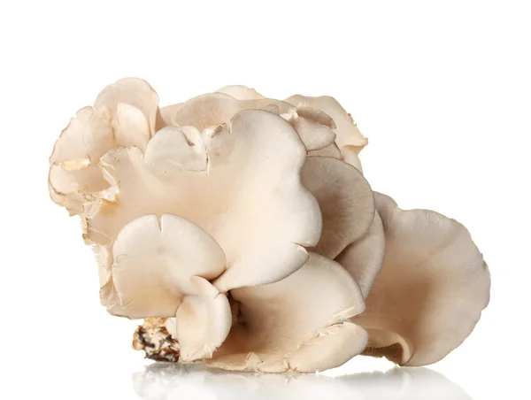 Austernpilze isoliert auf weiß — Stockfoto