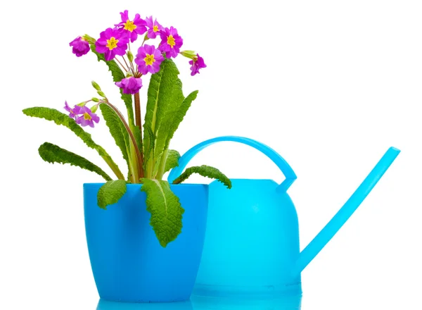 Bela prímula roxa em um vaso de flores e regar pode isolado em branco — Fotografia de Stock