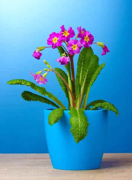 Bella primula viola in un vaso da fiori su tavolo di legno su sfondo blu — Foto Stock