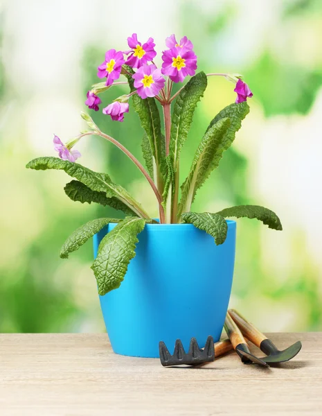 Beautiful purple primrose in a flowerpot and garden tools on wooden table on green background — Stock Photo, Image