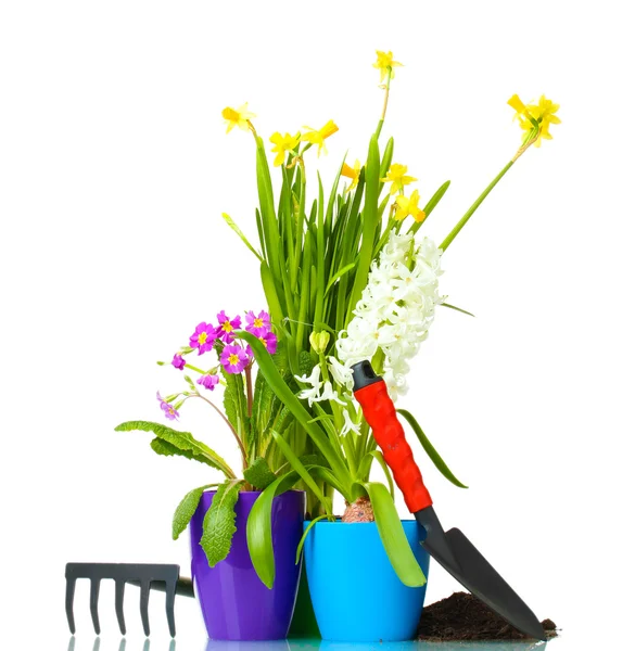 Hermosas flores de primavera, tierra y herramientas aisladas en blanco — Foto de Stock