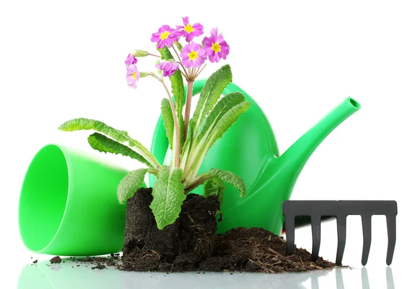 Beautiful purple primrose, soil, watering can and rake isolated on white — Stock Photo, Image
