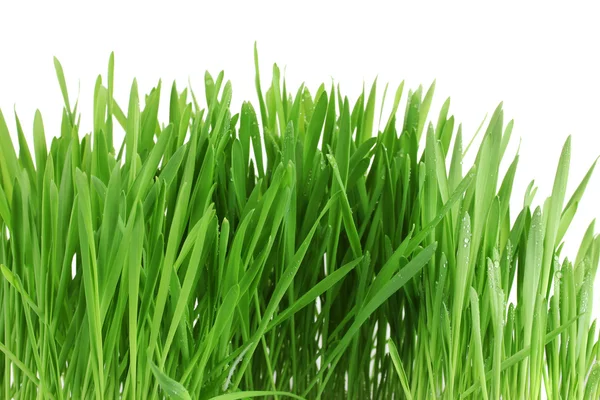 Belle herbe verte isolée sur blanc — Photo