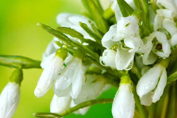 Beautiful snowdrops on green background — Stock Photo, Image