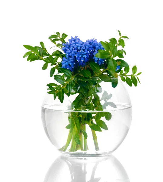 Muscari - Hyazinthe in der Vase isoliert auf weiß — Stockfoto