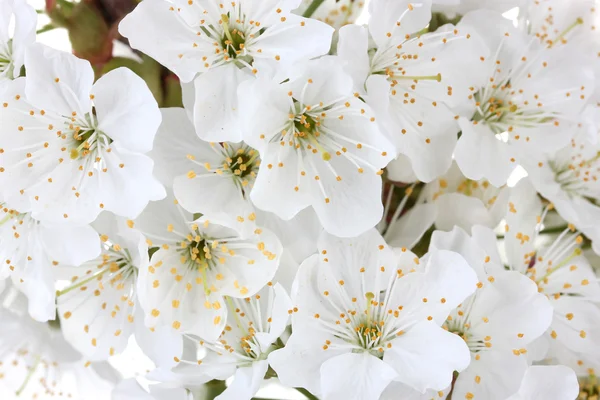 Beautiful cherry blossom close up — Stock Photo, Image