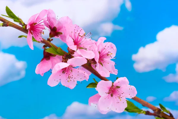 Bellissimo fiore di pesca rosa su sfondo cielo blu — Foto Stock