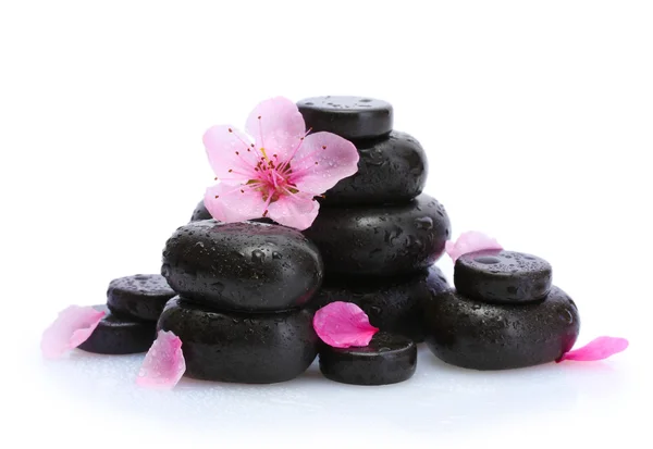 Спа камені з краплями і рожевими квітами сакури ізольовані на білому — стокове фото