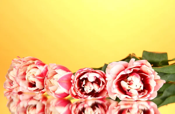 在黄色背景上美丽的郁金香 — 图库照片