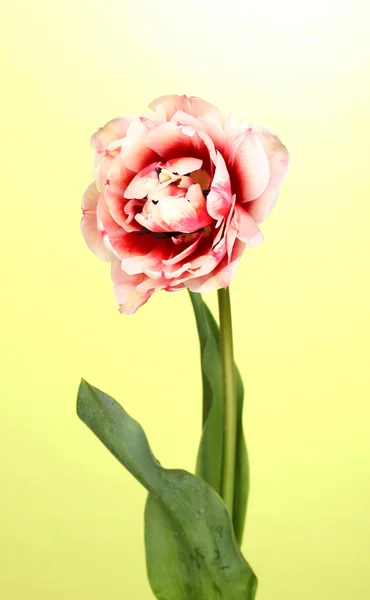 Vackra tulip på grön bakgrund — Stockfoto