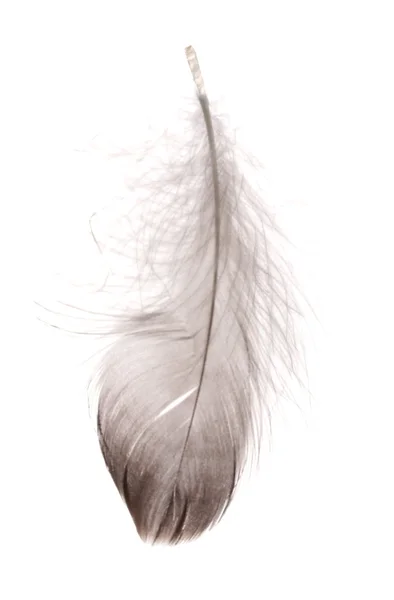 Одно пушистое перо, изолированное на белом — стоковое фото
