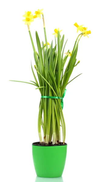 Beautiful yellow daffodils in a flowerpot isolated on white — Stock Photo, Image