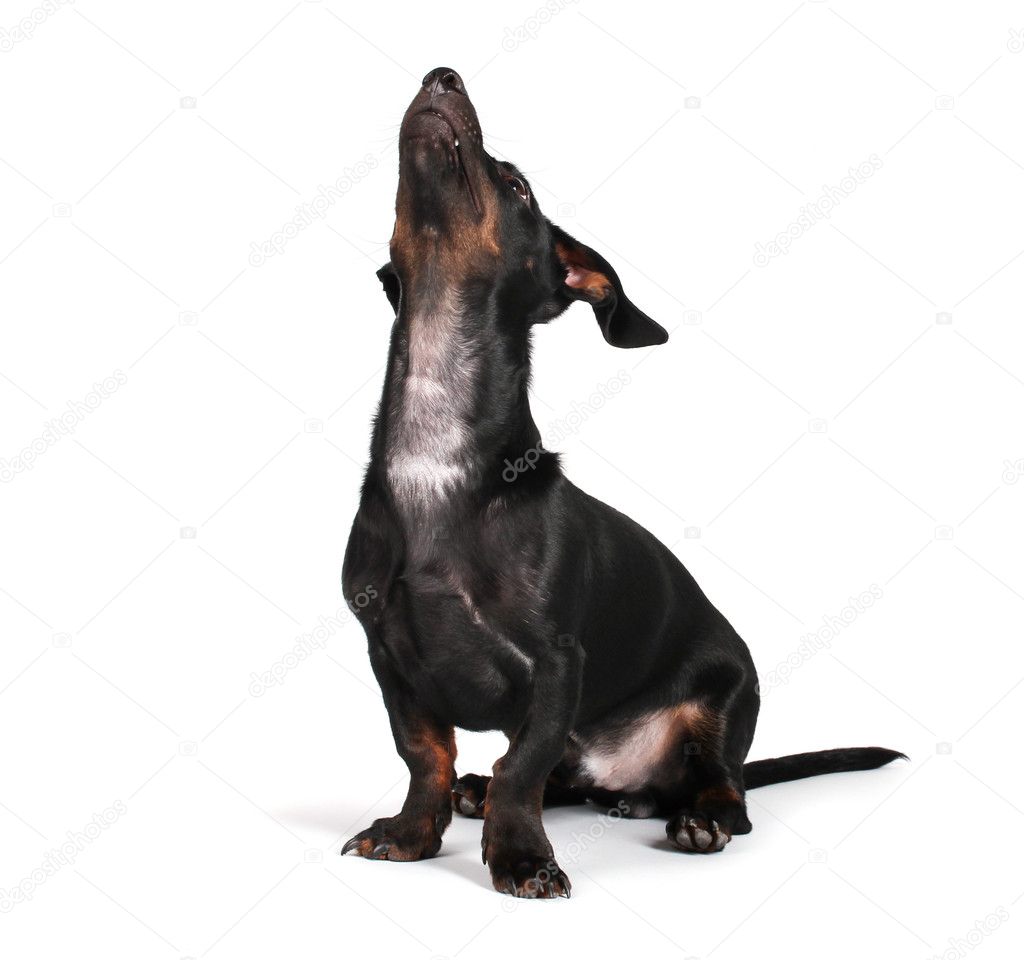 Black little dachshund dog on gray background
