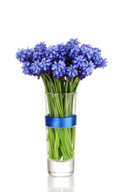 Muscari - cam üzerine beyaz izole sümbül