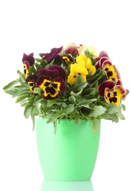 Beautiful violet pansies in flowerpot isolated on a white clipart