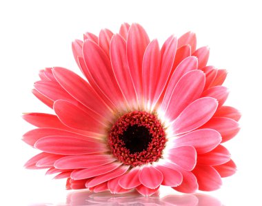 beyaz izole güzel pembe gerbera