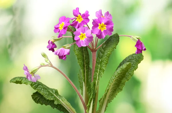 Beautiful purple primrose on green background — Stock Photo, Image