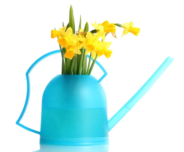 Beautiful yellow daffodils in watering canisolated on white — Stock Photo, Image