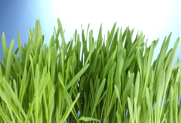 stock image Beautiful green grass on blue background