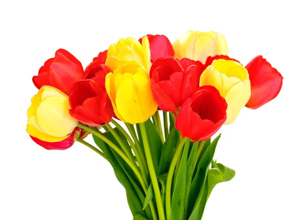 Elszigetelt fehér tulipánok — Stock Fotó