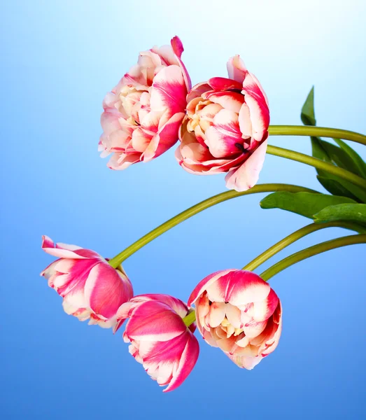 Krásné tulipány na modrém pozadí — Stock fotografie