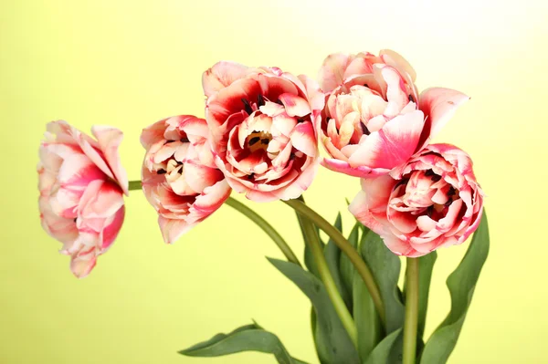 Hermosos tulipanes sobre fondo verde — Foto de Stock