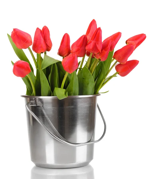 Красиві тюльпани в відрі ізольовані на білому — стокове фото