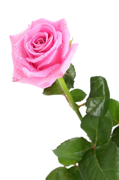 하얀 꽃으로 둘러싸인 아름다운 분홍빛 장미 — 스톡 사진