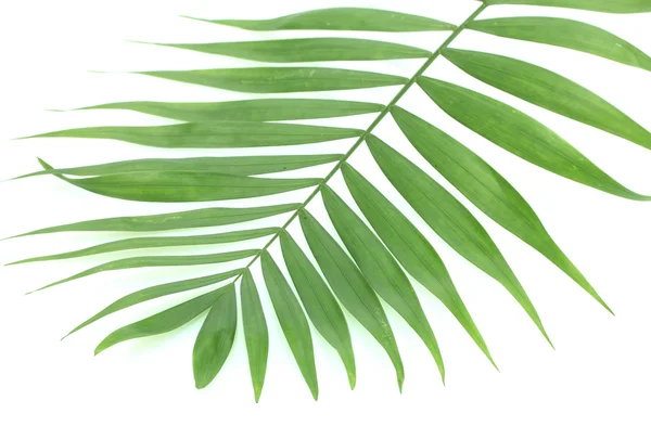 Belle feuille de palmier verte isolée sur blanc — Photo