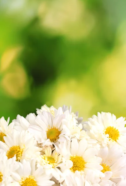 Schöner Strauß Gänseblümchen auf grünem Hintergrund — Stockfoto