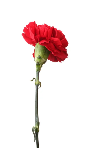 Red carnation isolated on white — Stock Photo, Image