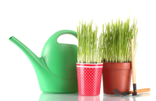 Grama verde em dois vaso isolado em branco — Fotografia de Stock