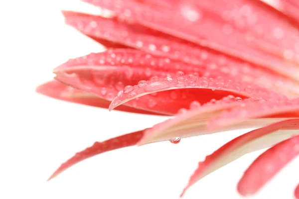 Belle gerbera rose avec des gouttes isolées sur blanc — Photo