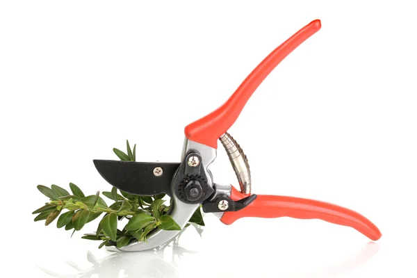 Pruner with branch isolated on white — Stock Photo, Image