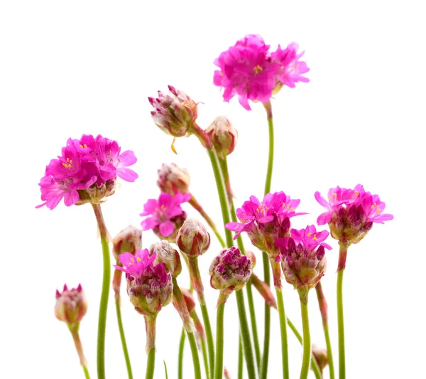 Flores rosa isoladas em branco — Fotografia de Stock
