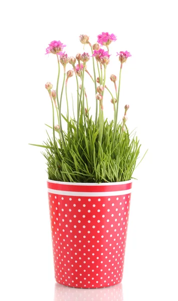 In pot geïsoleerd op wit-roze bloemen — Stockfoto