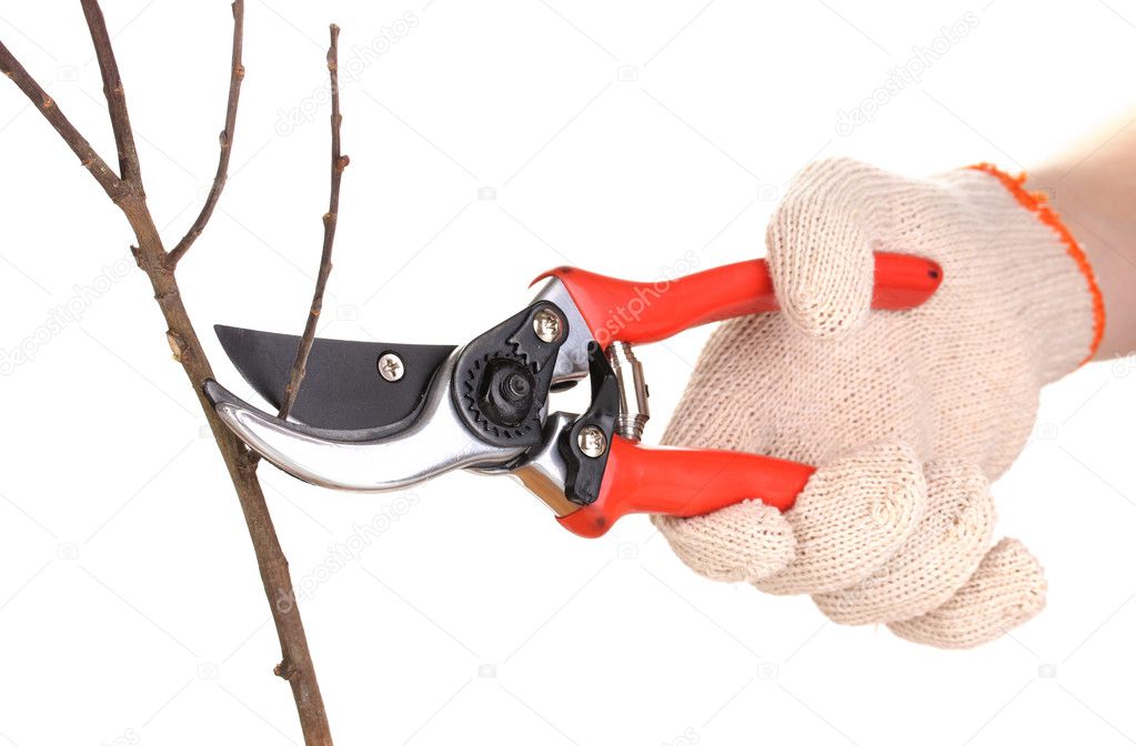 Trimming tree branch with pruner isolated on white