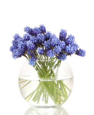 Muscari - hyacinth in vase isolated on white clipart