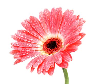 damla üzerinde beyaz izole güzel pembe gerbera