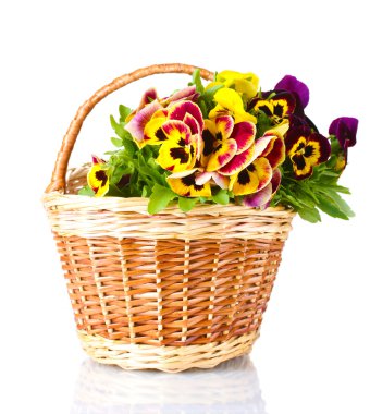 Beautiful violet pansies in basket isolated on a white clipart